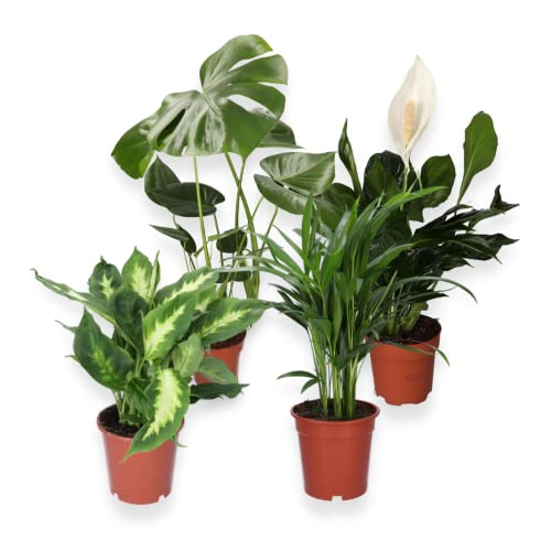 4er-Pflanzenset, Monstera & Dieffenbachia & Spathiphyllum & Areca, 40-45cm, ø 12-15cm Topf, Pflanzen für Wohnung und Büro, Qualität vom Pflanzen Profi, Schneller Pflanzenversand, Raumbegrünung