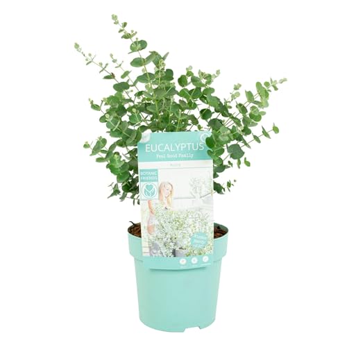 Eukalyptus Gunii 'Azura' - Eukalyptus Pflanze - Winterhart - Gartenpflanze - ⌀15 cm - 25-45 cm